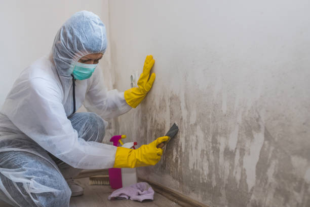 Best Toxic Mold Removal  in Norton Shores, MI