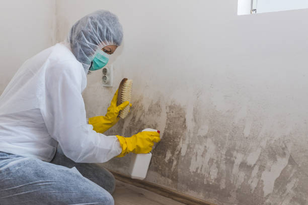 Best Certified Mold Removal  in Norton Shores, MI