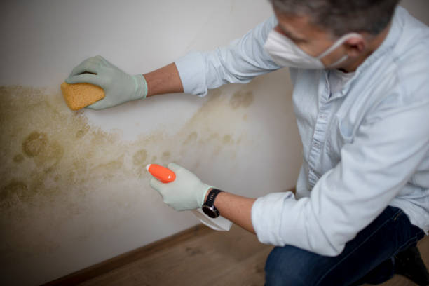 Best Residential Mold Removal  in Norton Shores, MI