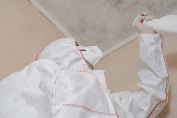 Best Mold Damage Repair  in Norton Shores, MI